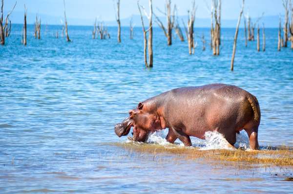Le Parc National de Matusadona et ses nombreux hippopotames