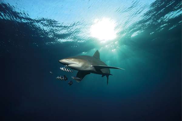 Oh un requin !