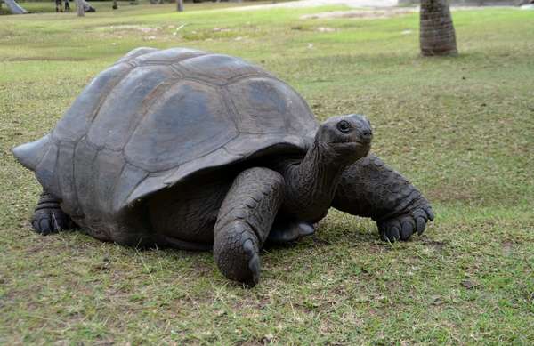 Tartaruga gigante sull'isola di Curieuse