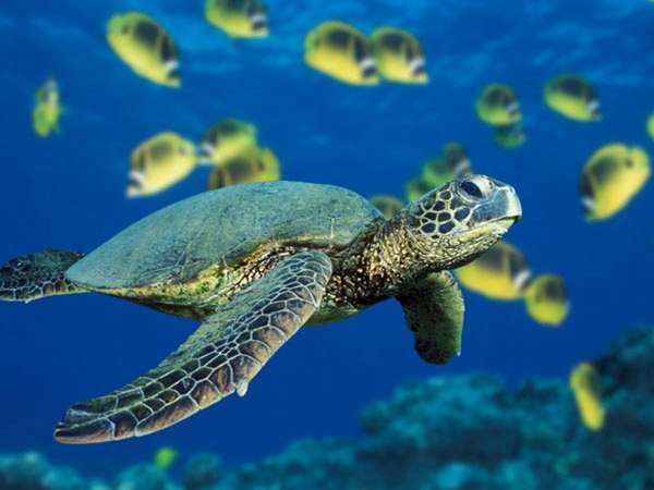 Nagez avec les tortues