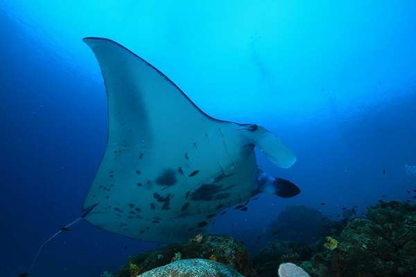 Manta Sandy et ses raies géantes