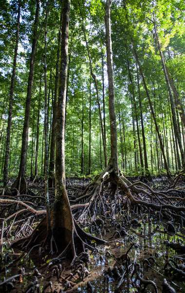 Dans les mangroves de Pulau Gam