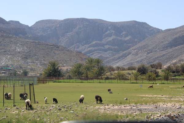 Découvrez les plaines de Musandam