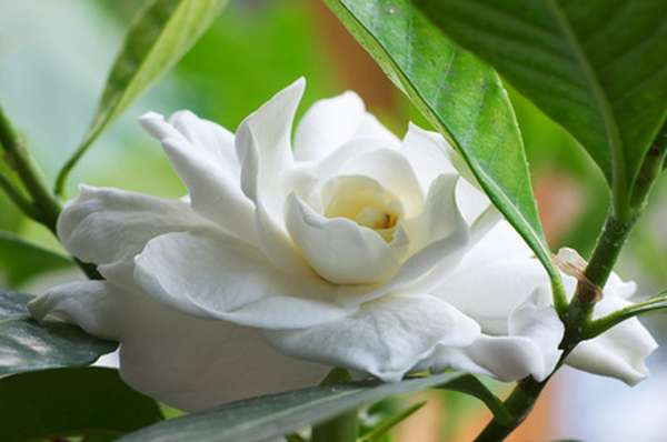Gardenia de Wright