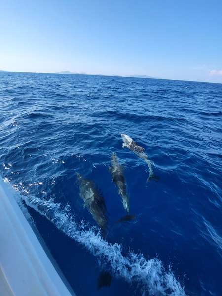 Peut-être croiserez-vous des dauphins ?