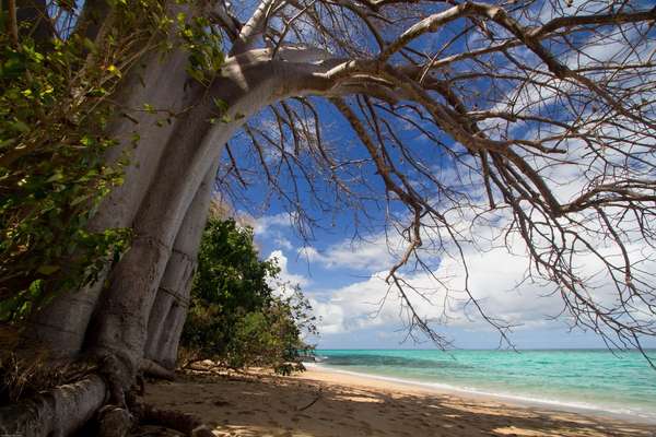 La célèbre plage de N'Gouja et ses baobabs