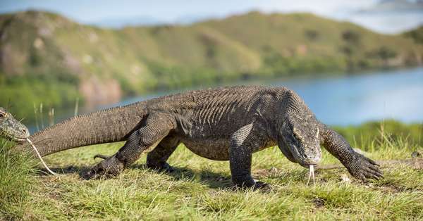 Le célèbre dragon de Komodo