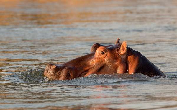 Beobachten Sie verschiedene Tiere