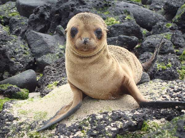 Laissez-vous attendrir par ces adorables otaries