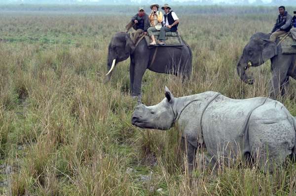 Vivez un moment inoubliable lors de votre safari à dos d'éléphant
