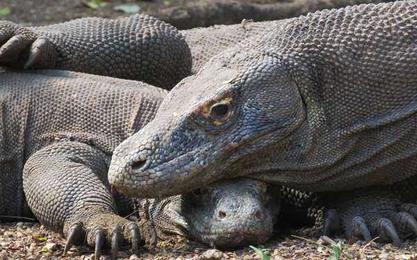 Partez sur les traces des dragons Komodo