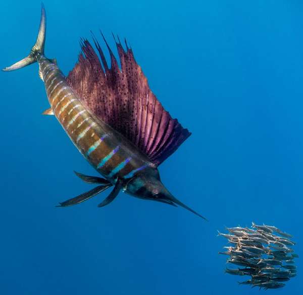 De nombreux bancs de poissons dans les Seychelles