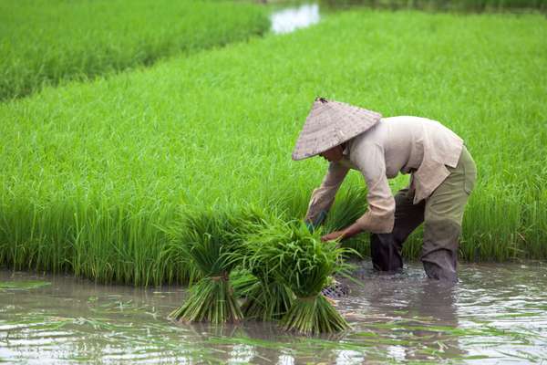 La riziculture et son rôle indispensable dans l'économie du Vietnam
