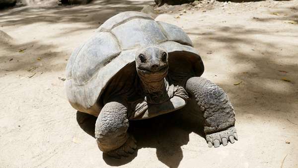 Les tortues géantes de l'île Curieuse