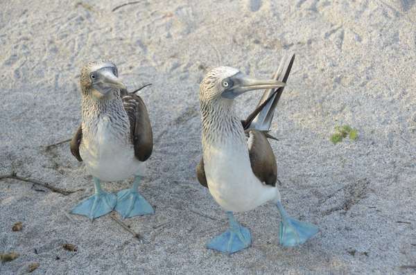 Les Fous à pieds bleus et leur petit air charmant