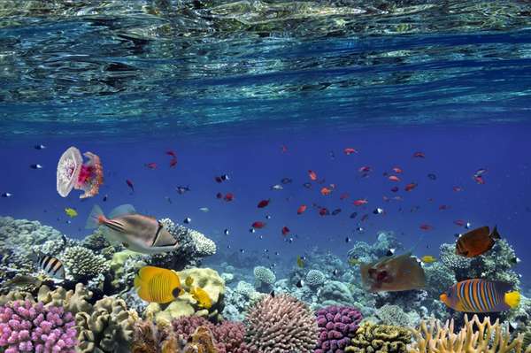 Scoprite le diversità della fauna marina