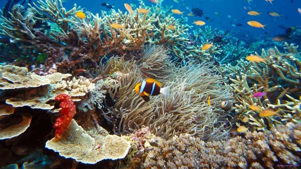 Snorkel en la laguna Merveille