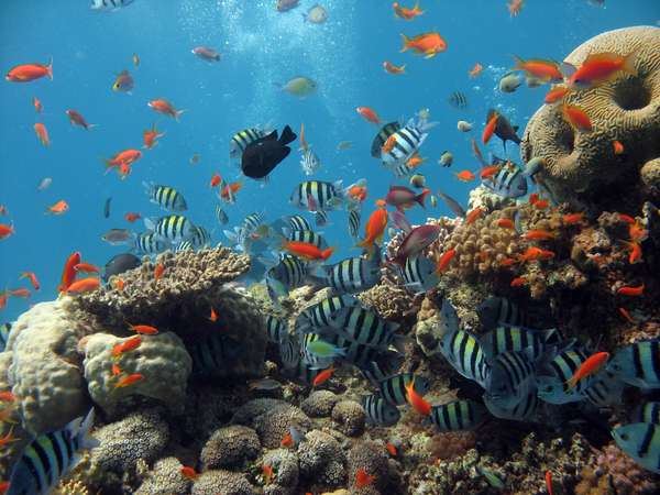 Il Mar Rosso e la sua incredibile biodiversità sottomarina