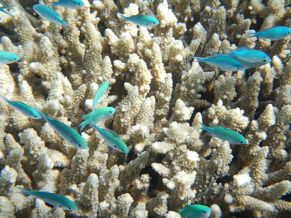 Coral and fish