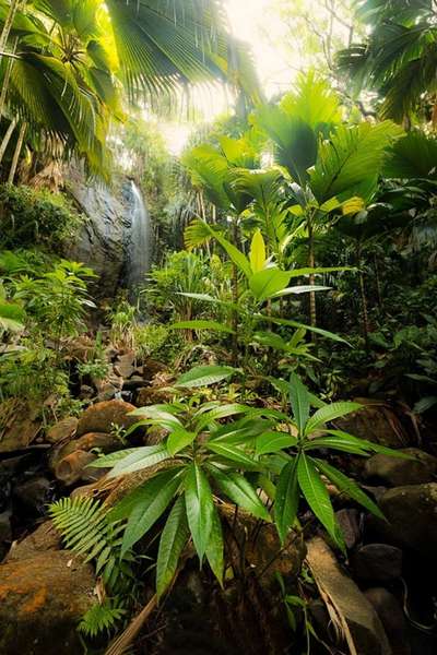 La Vallée de Mai