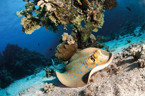 Plongez dans les fonds marins