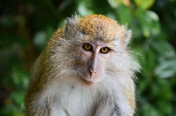 Rencontrez un macaque