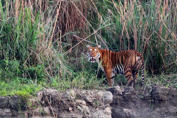 Le parc national de Kaziranga et sa faune sauvage