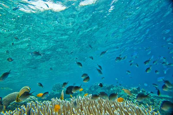 Plongez au milieu de centaines de poissons !