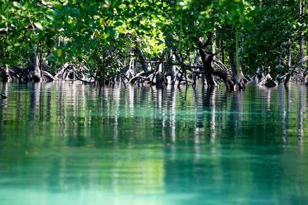 Dans la jungle de Lampi Island