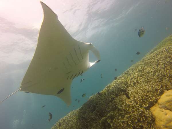 Partez à la rencontre des somptueuses raies manta