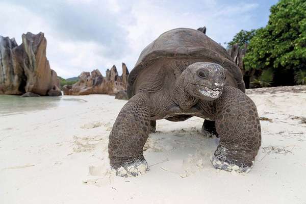 Tortue géante de Curieuse