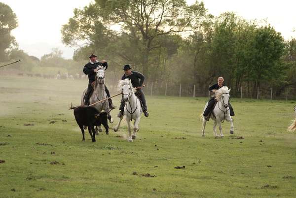 Les manades de Camargue