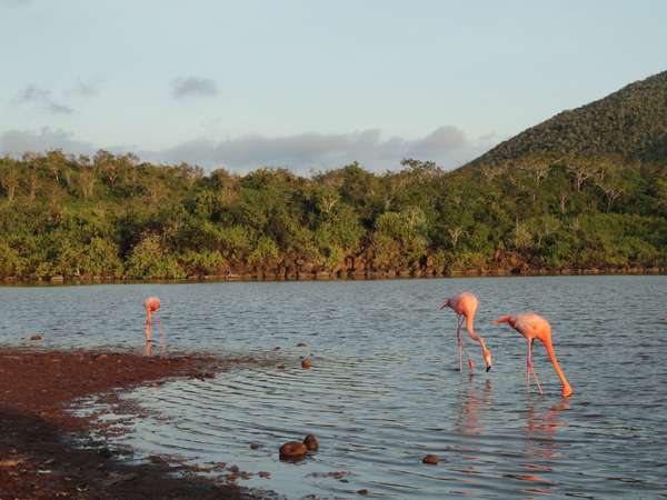 L'occasion d'observer des flamants roses