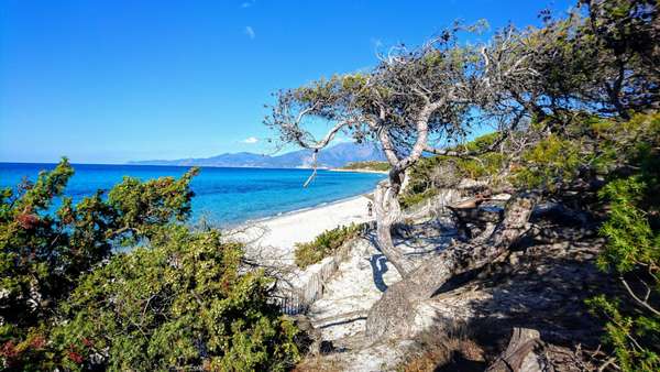 Relaxez-vous sur la belle plage de Saleccia