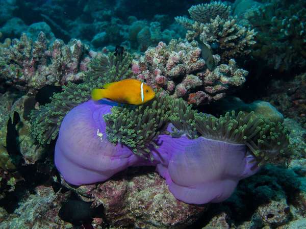 Découvrez la richesse des fonds marins