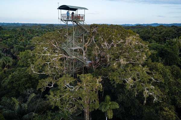 L'impressionnante forêt amazonienne