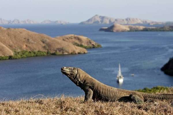 Un dragon de Komodo
