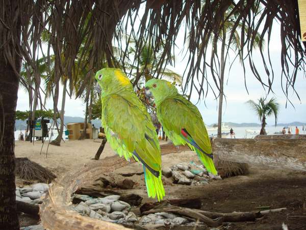 Une faune de toutes les couleurs