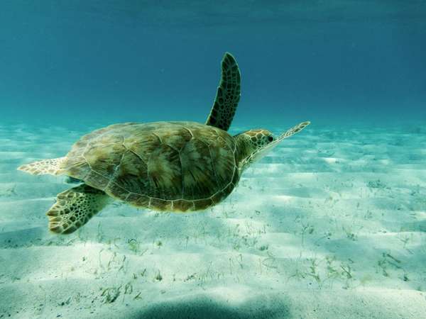 Nada con las tortugas de los Cayos de Tobago