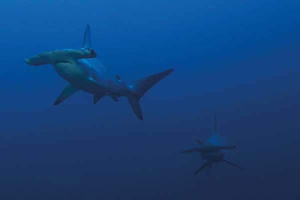 Nagez près des requins-marteaux