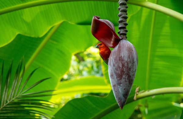 Profitez d'une nature préservée et luxuriante