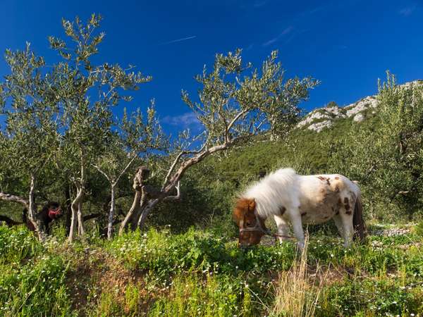 Escale bucolique à Trstenik