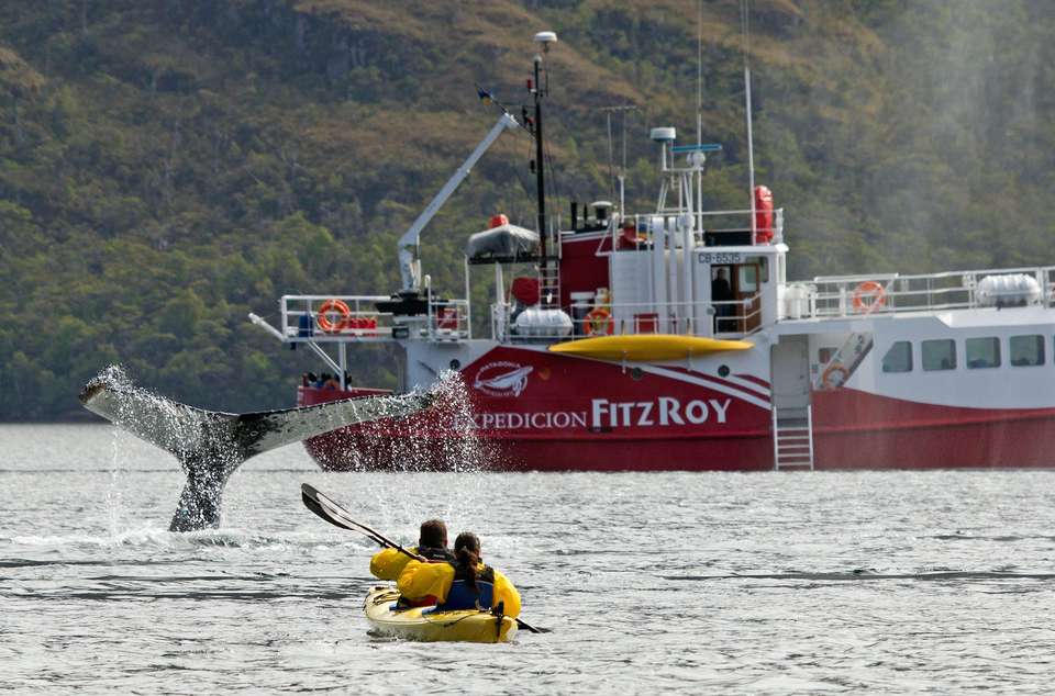 Sortie en kayak pour observer la faune chilienne